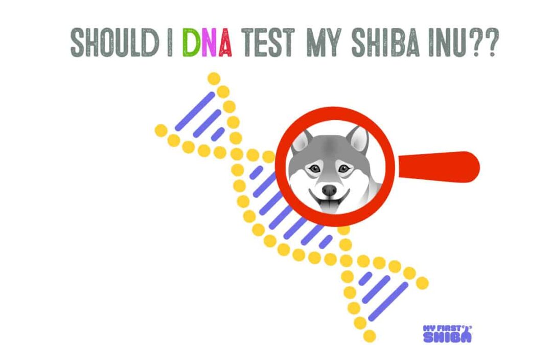 should I DNA test my shiba?