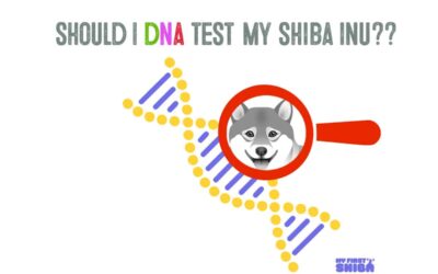 Shiba Inu or Dingo? Check With a Dog DNA Test!