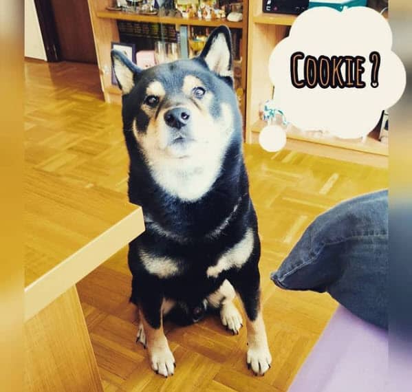 shiba inu wanting a cookie burakki san