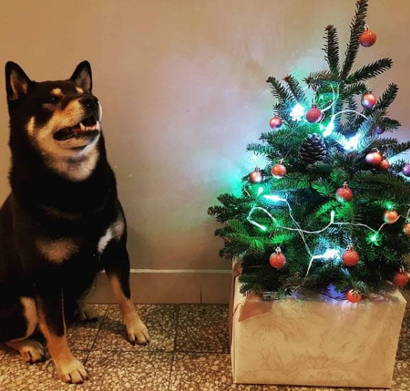 shiba inu christmas black and tan burakki