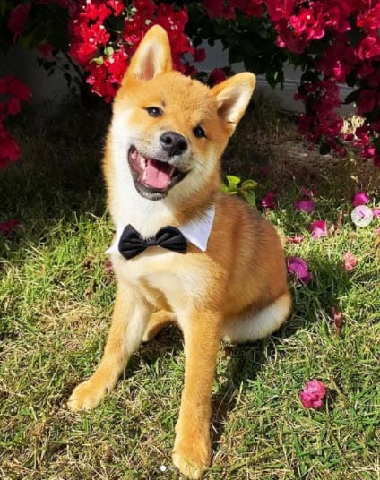 shiba inu in bow tie