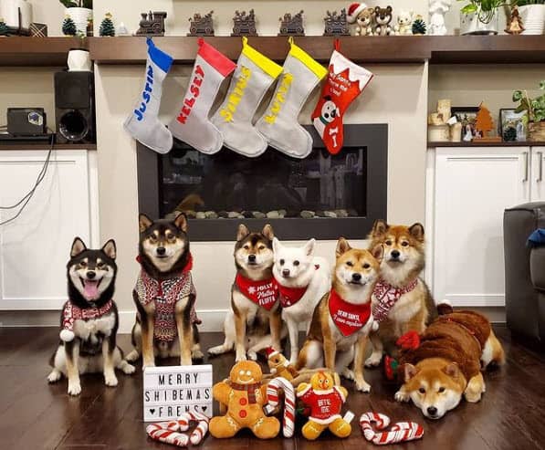 shiba inu christmas party