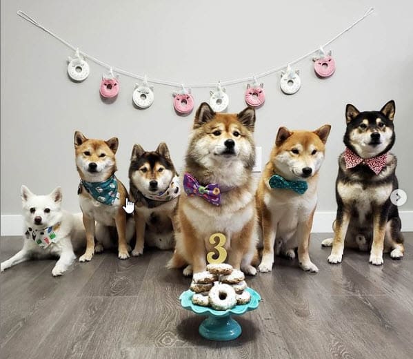 awesome shiba inu birthday party