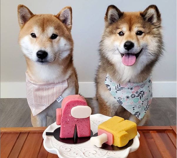 shiba inu momo and friend yummy treat