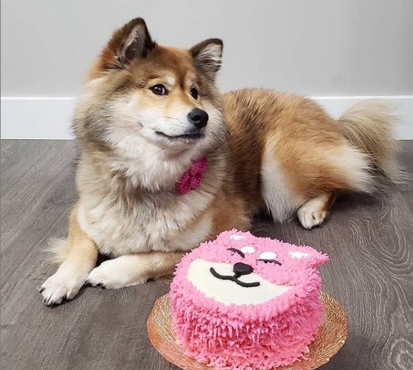 shiba inu birthday cake