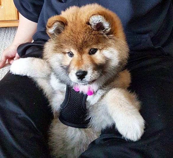 momo woolly shiba inu as a puppy