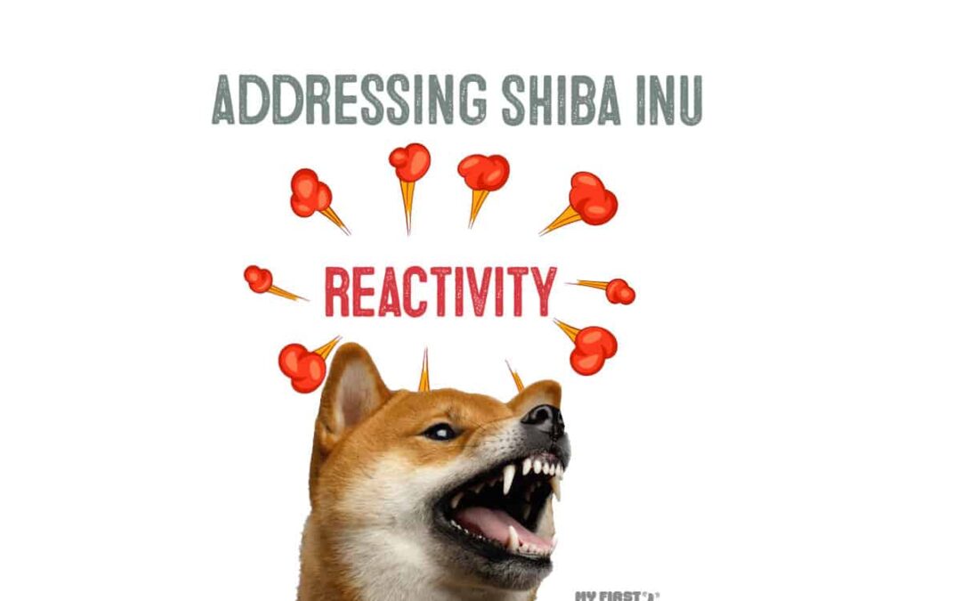 shiba inu reactivity infographic