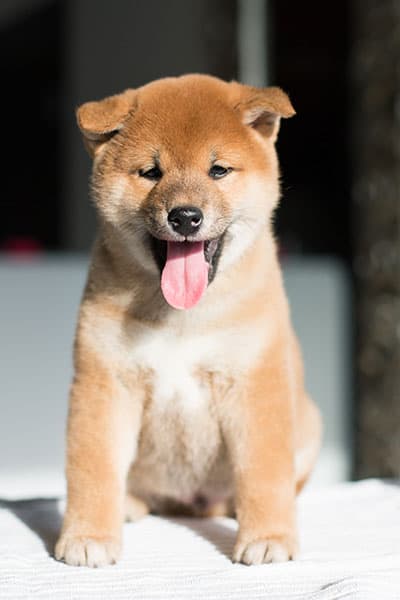 cute shiba inu puppy