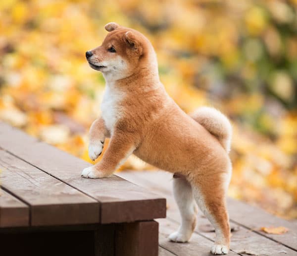 cute red shiba inu puppy