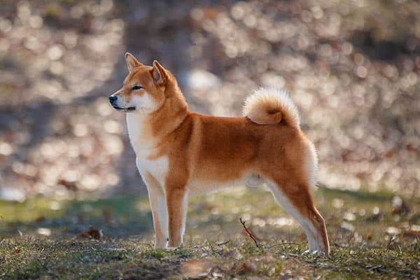 A Shiba Inu that was bred responsibly