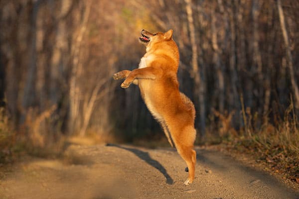 red shiba inu jumping with joy
