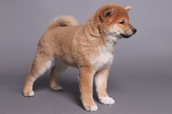 well bred shiba inu puppy