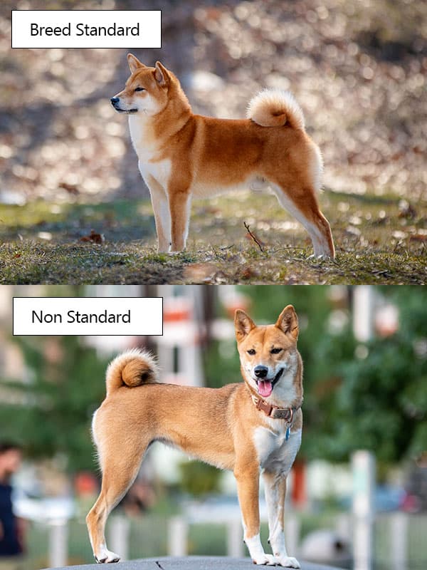 comparing well bred shiba inus