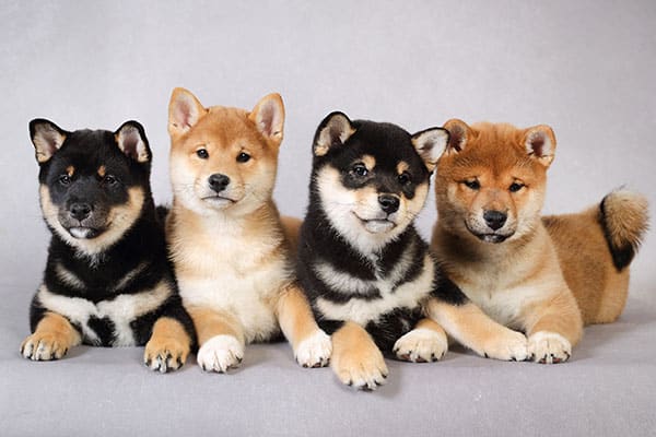 how many puppies can shiba inu give birth to