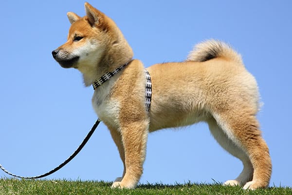 Shiba inu puppy wearing a harness