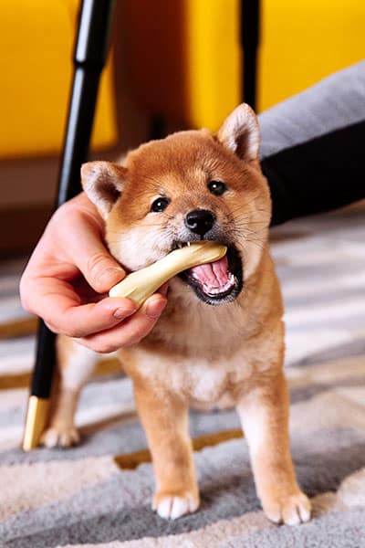 cute shiba inu puppy biting a toy