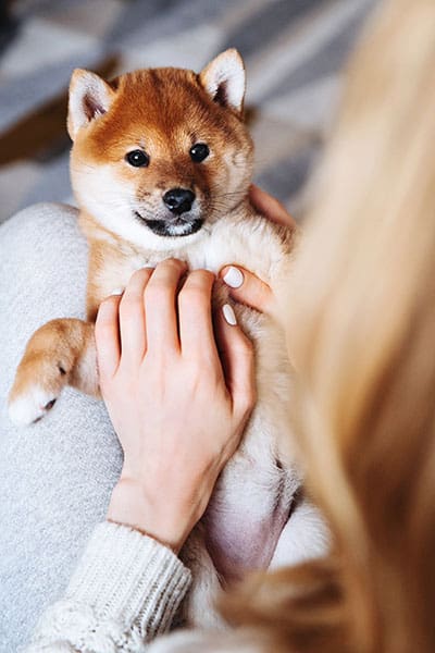 adorable shiba inu puppy being held