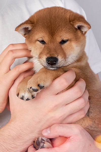 cute shiba inu puppy