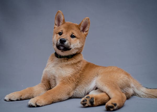 young shiba inu puppy