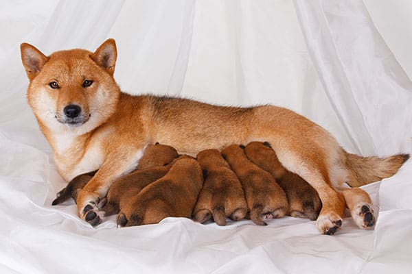 shiba inu mother and puppies