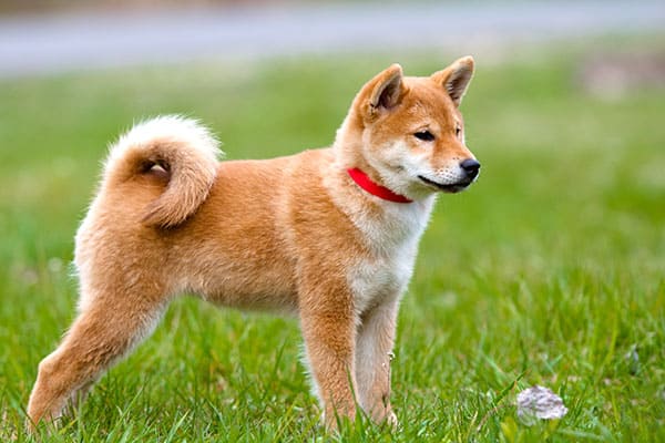 beautiful red shiba inu puppy