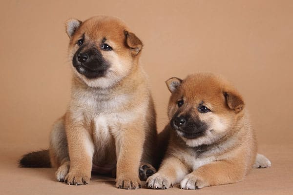 young shiba inu puppy littermates