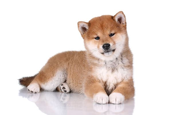 stunning shiba inu puppy