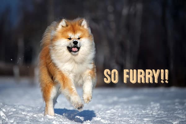 long haired coated akita inu dog running in snow