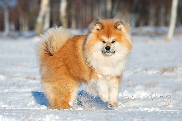 long haired coat akita inu in the snow