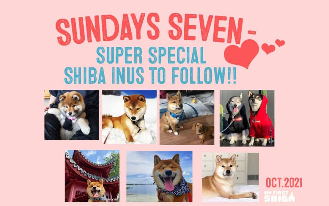 sunday's seven super special shiba inus to follow for october 2021