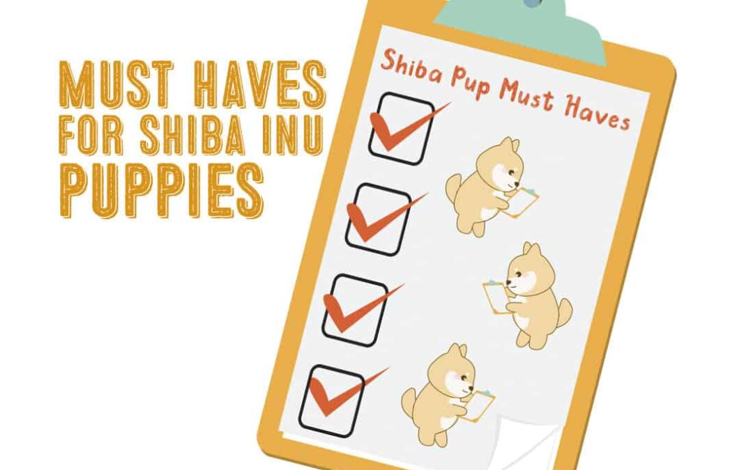 Must Haves For New Shiba Inu Puppy Owners