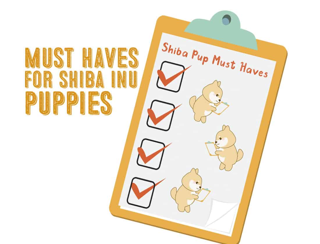 must haves for shiba inu puppies