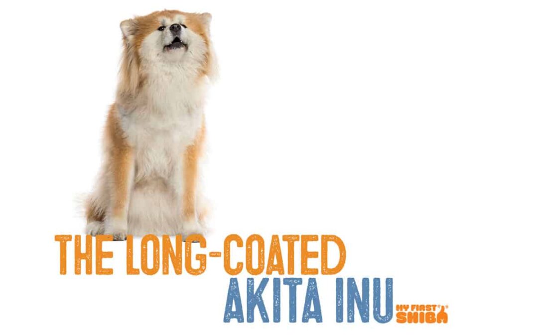 long coat akita inu infographic