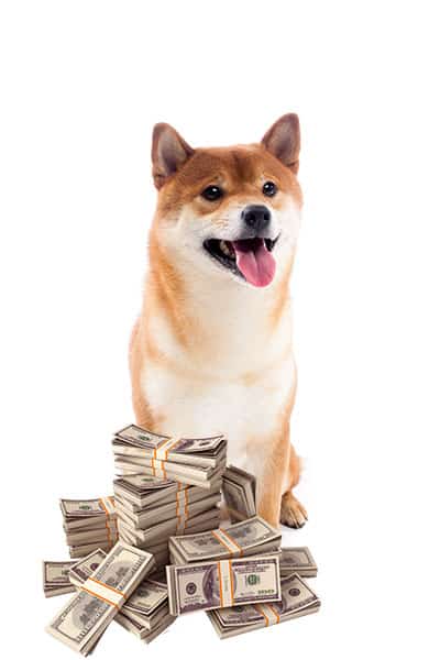 shiba inu costs lots of money