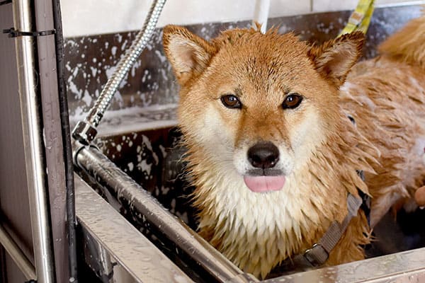 wet shiba inu getting a bath