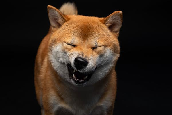 shiba inu grinning funny face