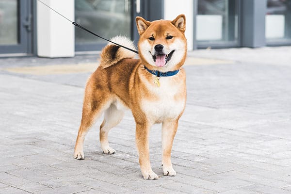 red shiba inu standing and smiling on leash