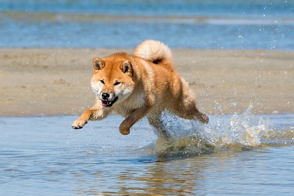 Red shiba inu running and leaping through water