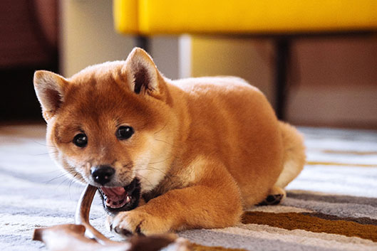shiba inu puppy chewing