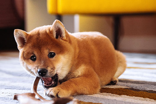 shiba inu puppy treats