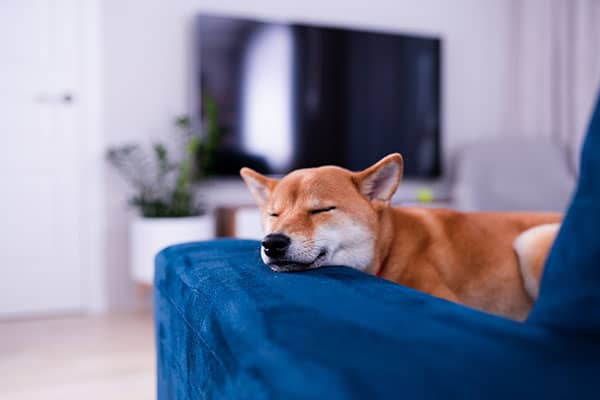 shiba inu lying comfortably on the couch