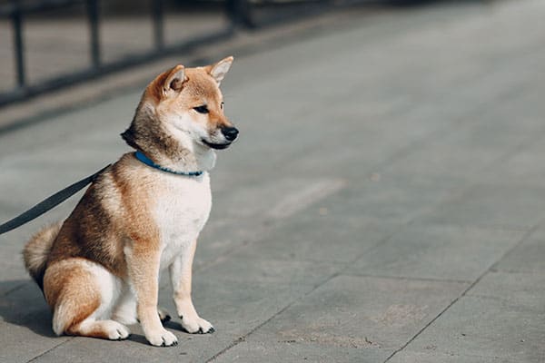 Shiba Inu learning how to master the stay command