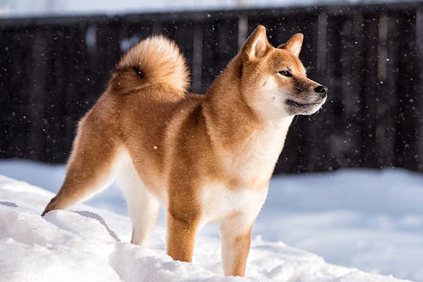 red shiba inu in the snow