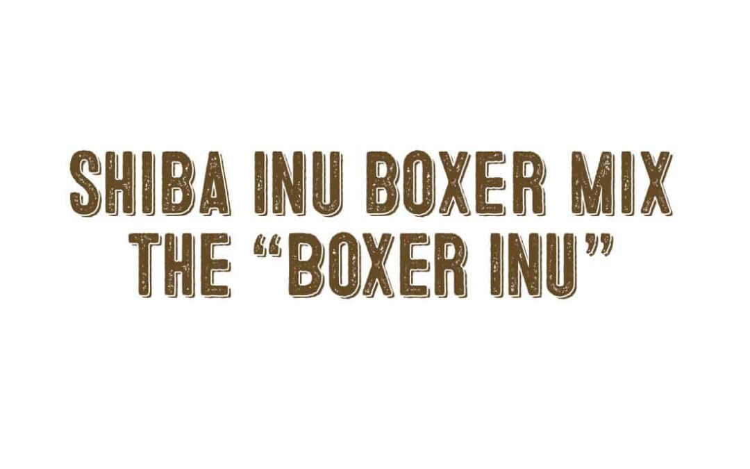 Shiba Inu Boxer Mix article