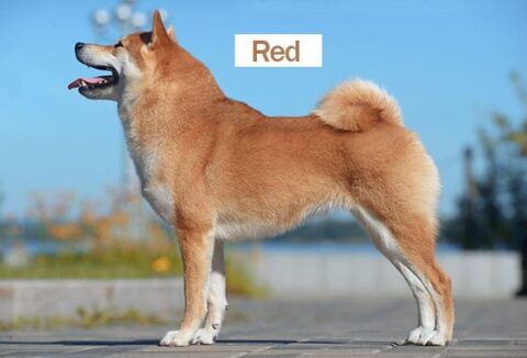 Shiba Inu Rottweiler Mix – Facts And Information - My First Shiba Inu