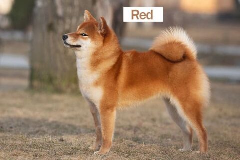 Shiba Inu Colors A Definitive Guide My First Shiba Inu