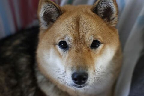 Shiba Inu Rottweiler Mix – Facts And Information - My First Shiba Inu