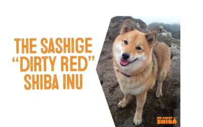 The “Dirty Red” or Sashige Shiba Inu