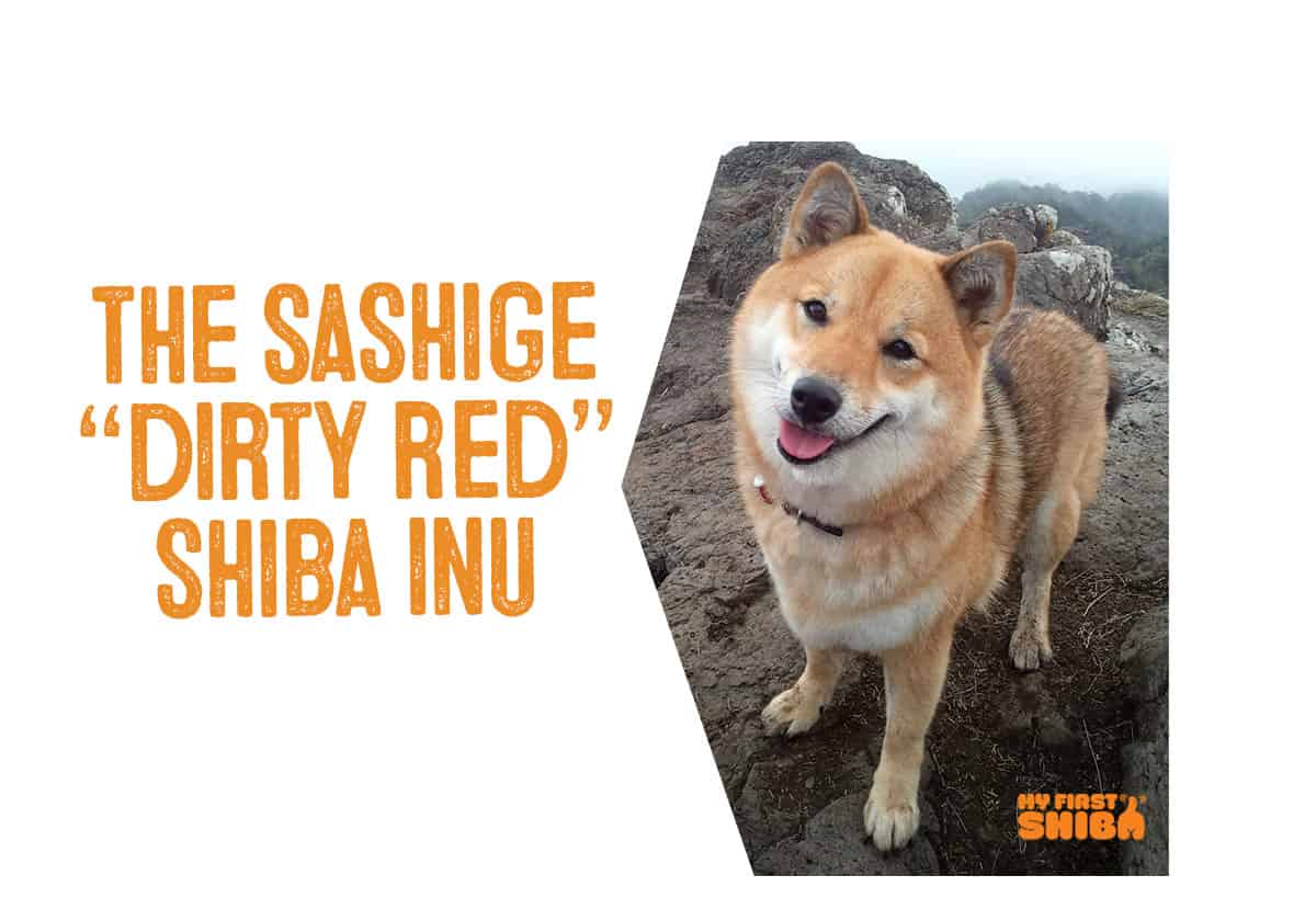 sashige dirty red shiba inu information