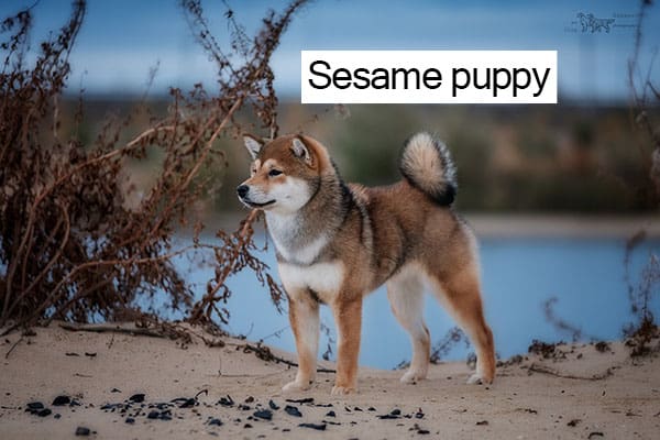 sesame shiba inu puppy